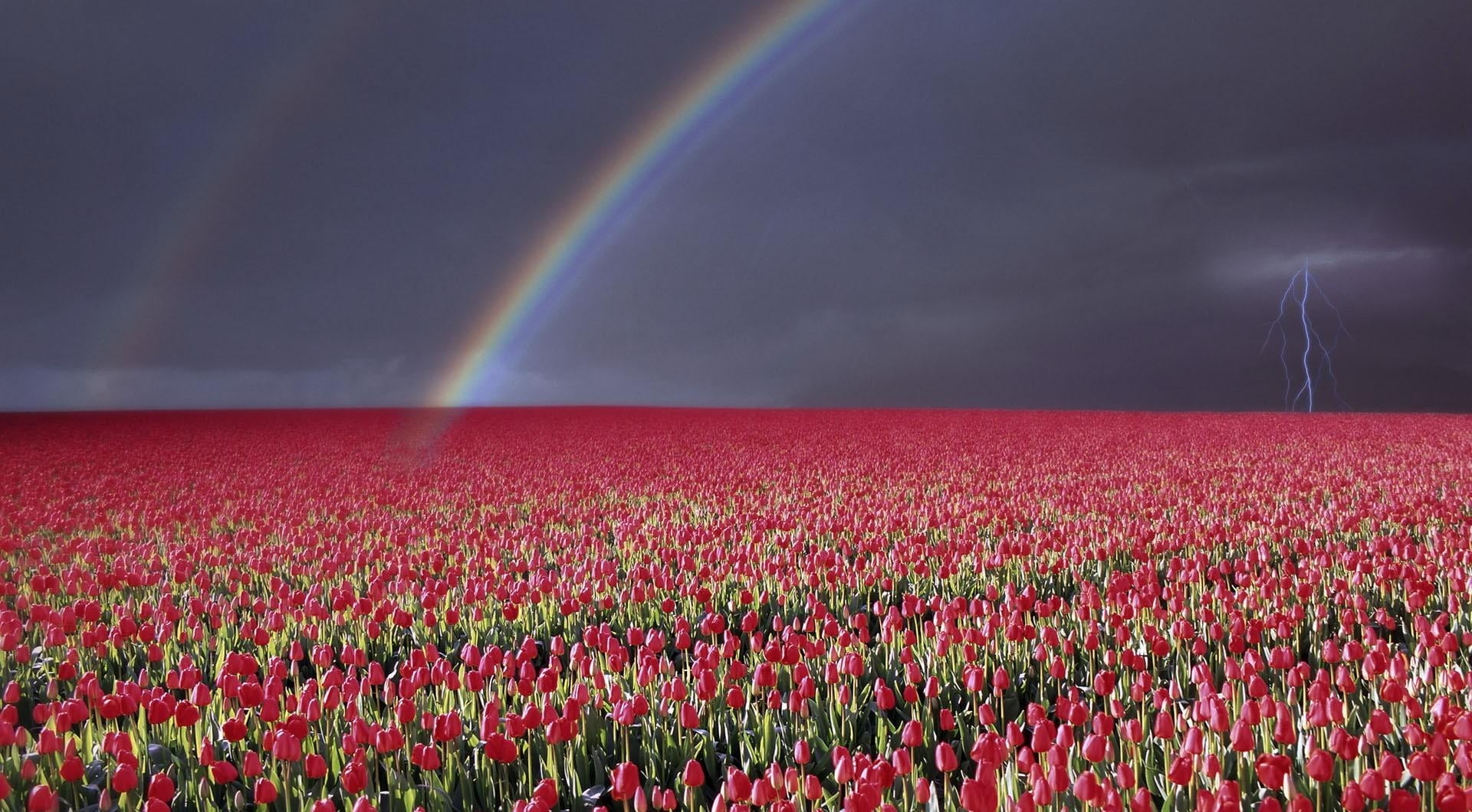 red flower plantation under a rainbow