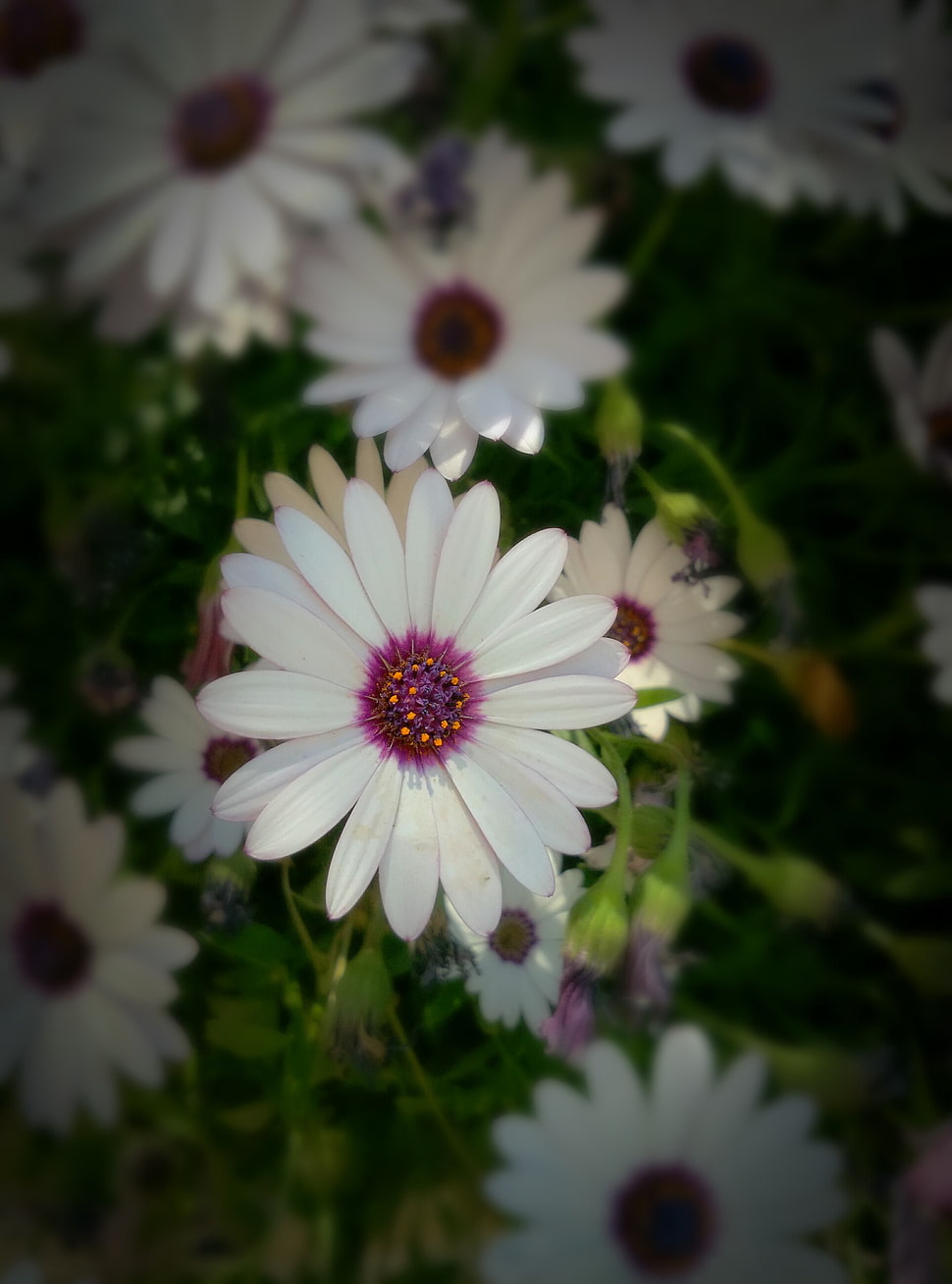white flowers, flowers HD wallpaper