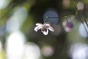 purple moth orchids in selective focus photography