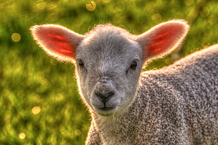 brown and white lamb on green grass during daytime HD wallpaper