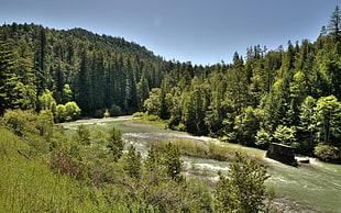landscape photo trees in forest during daytime