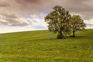green tree under white clouds HD wallpaper