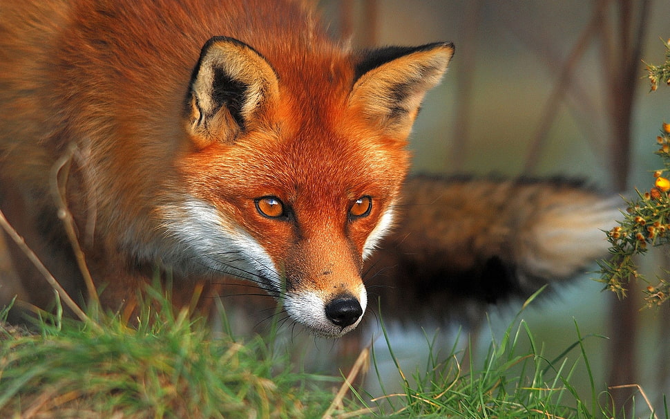 brown and white Fox illustration HD wallpaper
