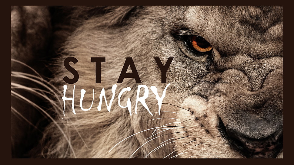 stay hungry illustration, lion, motivational, typography, animals HD wallpaper