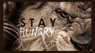 stay hungry illustration, lion, motivational, typography, animals