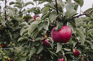 red apple fruits, Apple, Branch, Drops
