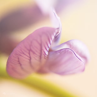 selective focus photography of a pink sweet pea flower