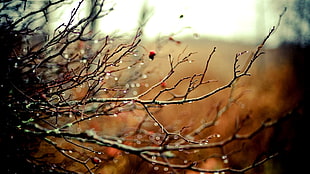 Branches,  Drops,  Autumn,  Tree