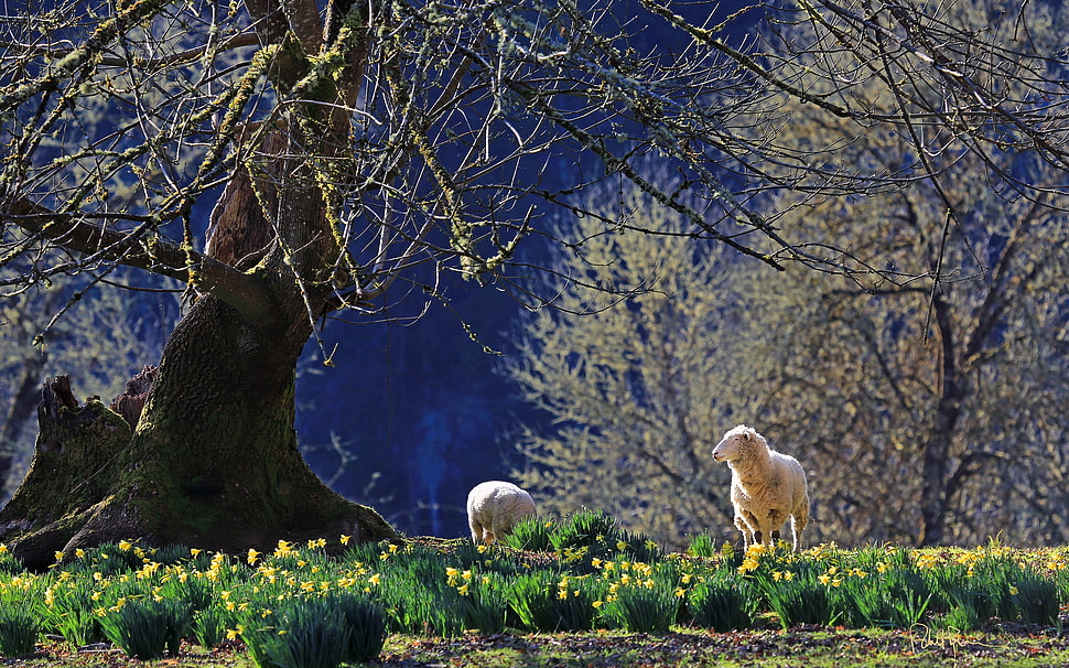 white sheep HD wallpaper
