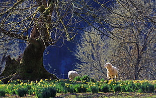 white sheep