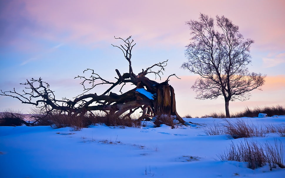 withered tree on snow field under blue sky HD wallpaper