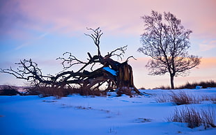withered tree on snow field under blue sky