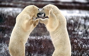 two Polar bears fighting HD wallpaper