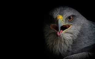 Bald Eagle, birds, eagle, animals HD wallpaper
