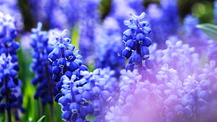 blue flower field, nature, flowers, blue, macro HD wallpaper
