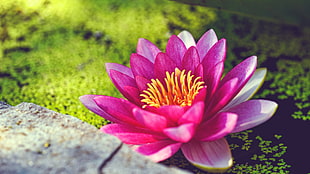pink and white lotus flower