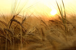 closeup photo of wheat during golden hour