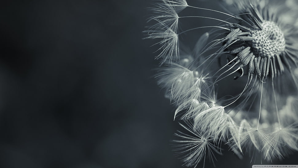 white dandelion, nature, flowers, macro HD wallpaper