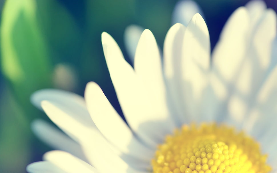 closeup photography of white daisy flower, flowers, green, yellow, white HD wallpaper