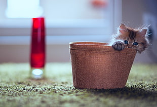 shallow focus photograph of brown and black kitten on brown basket