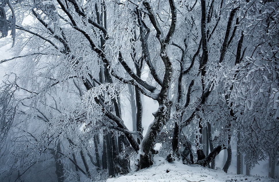 trees with snow, winter, ice, snow, trees HD wallpaper