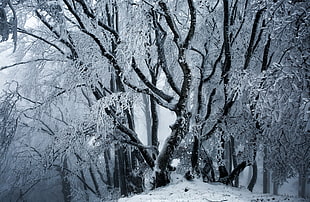 trees with snow, winter, ice, snow, trees
