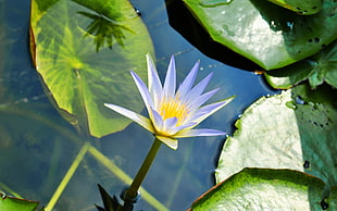 white and yellow flower on body of water
