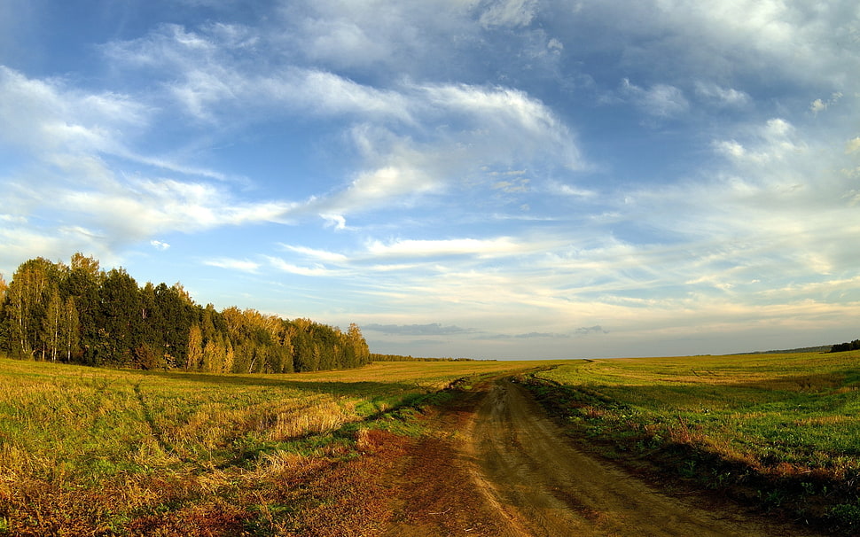 green grass field under white cirrus clouds HD wallpaper