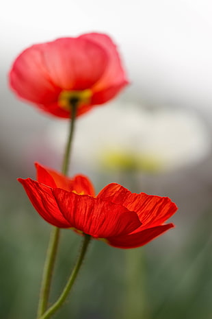 shallow focus photography of red flowers HD wallpaper