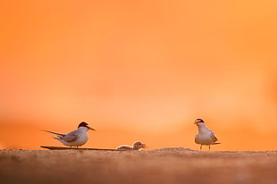 photography of three white birds HD wallpaper