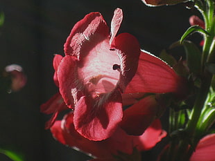 shallow focus of pink flower