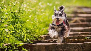 gray and white Yorkshire terrier, animals, dog, running, depth of field HD wallpaper