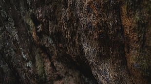 brown rock, nature, rock HD wallpaper