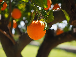 Tangerine Fruit in focus lens photography HD wallpaper