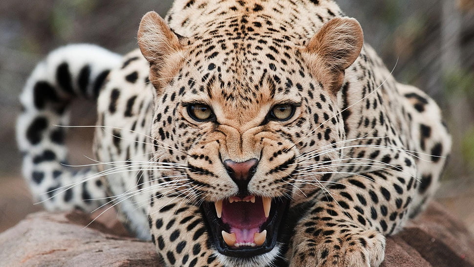 leopard, Jaguar, animals, leopard, teeth HD wallpaper