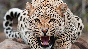 leopard, Jaguar, animals, leopard, teeth