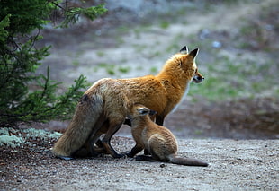 fox, baby animals, fox, animals HD wallpaper