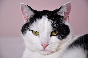 closeup photography of white and black cat