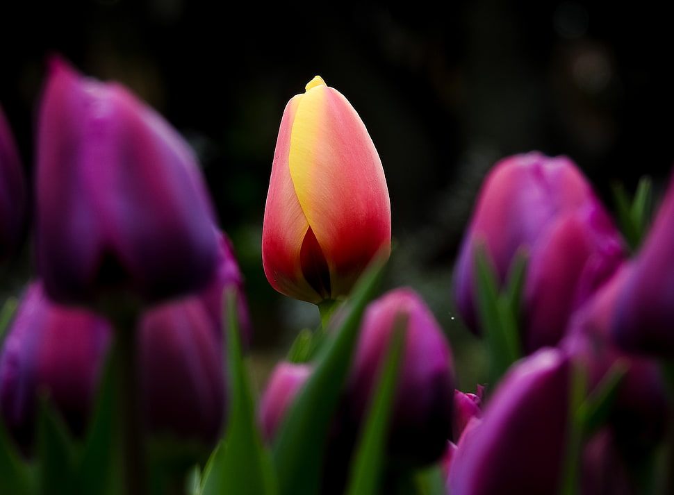 selective focus photography of pink and yellow tulip surrounded by purple tulips HD wallpaper