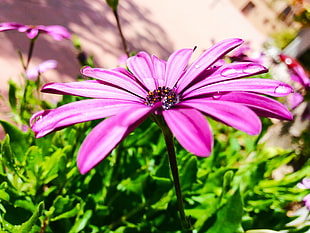 pink Blue-Eyed Daisy flower HD wallpaper