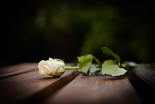 white rose on brown wooden planks