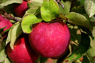 closeup photo of red fruit, apple