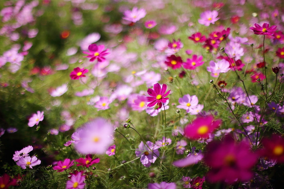 depth of field photography of bed of pink and magenta Cosmos  flower plants HD wallpaper