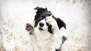 white and black border collie, dog, animals