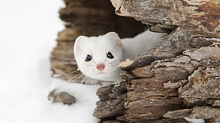 white rodent, Weasel, snow, landscape, wildlife