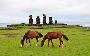 two brown horses on green field during daytime