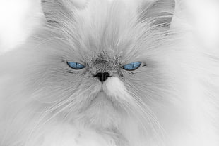 white fur cat HD wallpaper