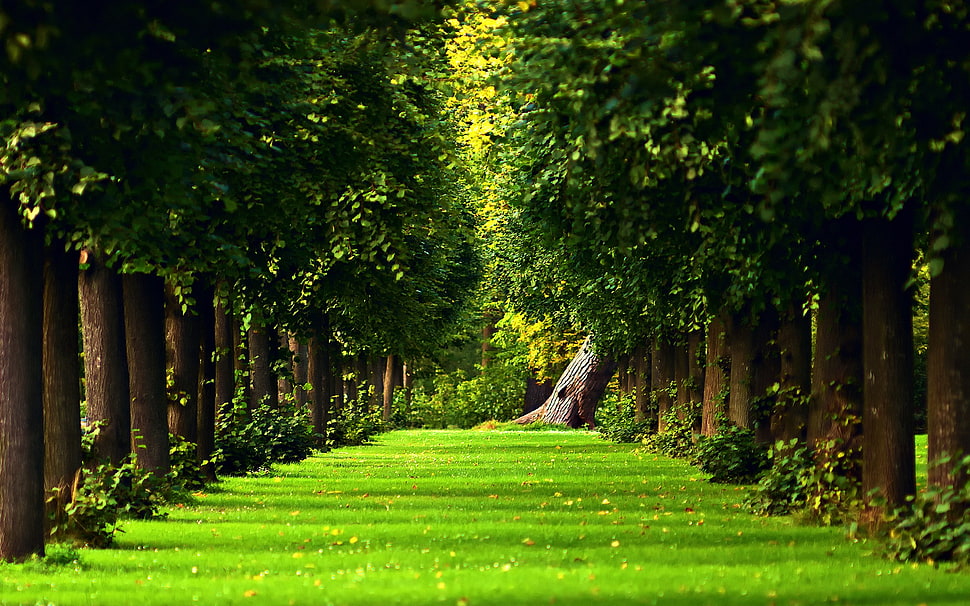 green grass and trees, forest, simple background, trees, path HD wallpaper