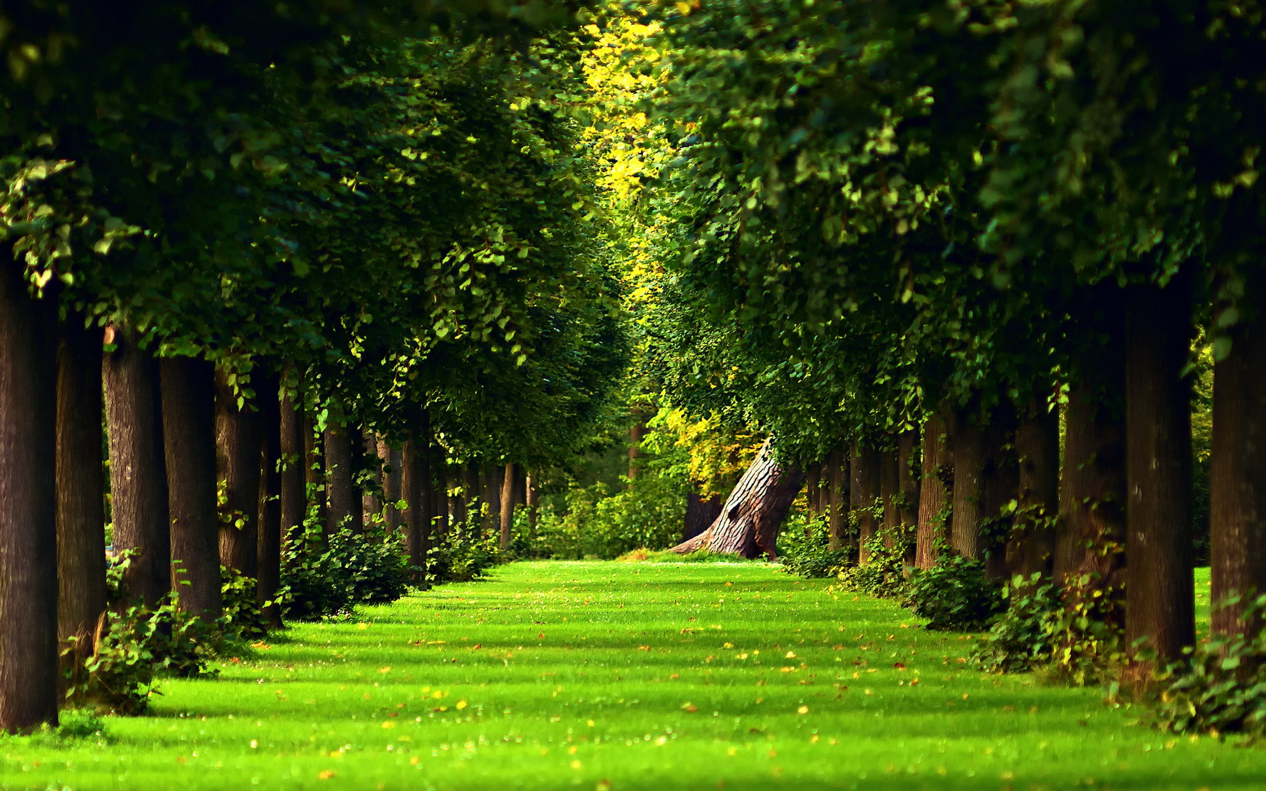 green grass and trees, forest, simple background, trees, path