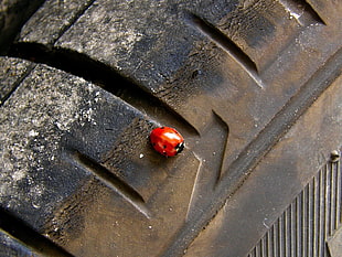 lady bug on vehicle wheel